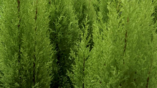 Cypress In a pot mediterranean tropical bush texture flower macro