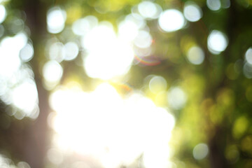 Obraz premium Blur background from tree and sky