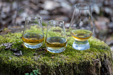 Tasting glasses of scotch whisky on old stump covered with green moss in forest