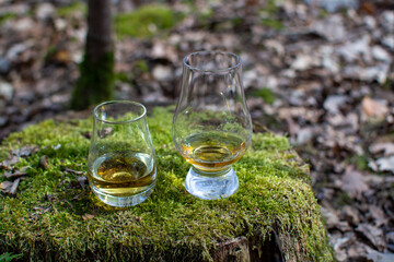 Tasting glasses of scotch whisky on old stump covered with green moss in forest