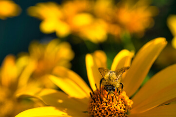 Honigbiene beim Nekta sammeln