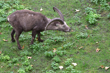 Ein Steinbock im Schloss Lamberg in Steyr, Österreich, Europa - A capricorn in Lamberg Castle in...