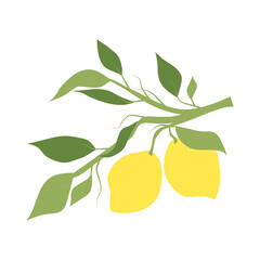 Fruit lemon branch, illustration isolated on white background. Kitchen design decoration, food packaging, flat food illustration, vector fruit tree. Hand drawn citrus hanging on branch with leaves