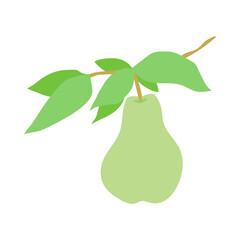 Fruit pear branch. Hand drawn pear hanging on branch with leaves. Stock vector illustration isolated on white background. Kitchen design decoration, food packaging, flat food illustration, fruit tree.