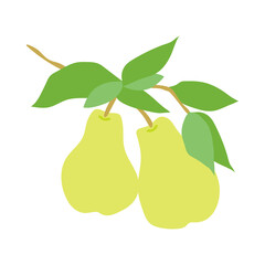 Fruit pear branch. Stock vector illustration isolated on white background. Hand drawn pears hanging on branch with leaves. Kitchen design decoration, food packaging, flat food illustration, fruit tree