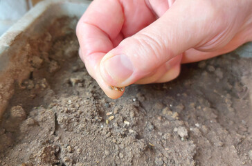 hand sows seeds into the soil in a box. home gardening. growing vegetables.