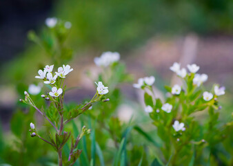 White flowers. delicate white spring wildflowers. Wildflowers and grass in a misty haze on a cloudy morning. Plants. floral background, close-up