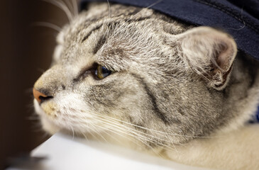 Close-up of a cat face. Portrait of a female kitten. Cat looks a bit sleepy. Detailed picture of a cats face with yellow clear eyes. Close up of cute feline face