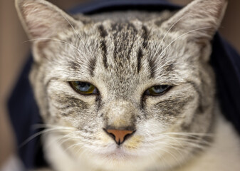Close-up of a cat face. Portrait of a female kitten. Cat looks a bit sleepy. Detailed picture of a cats face with yellow clear eyes. Close up of cute feline face