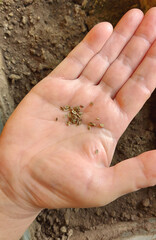 dill seeds in the palm of your hand. home gardening. growing vegetables. seedling.