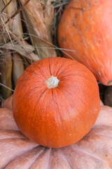 pumpkin orange round small closeup fresh autumn harvest halloween symbol