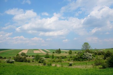 Blooming fruit trees between beautiful fields in colorful stripes illuminated by the sun around Suloszowa, Jura region, Cracow-Czestochowa Upland, Poland