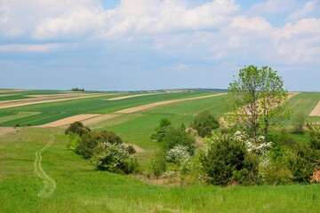 Blooming fruit trees between beautiful fields in colorful stripes illuminated by the sun around Suloszowa, Jura region, Cracow-Czestochowa Upland, Poland