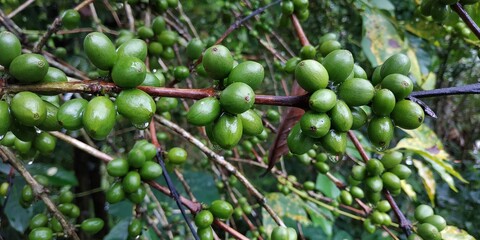 Coffee tree in the rain Flores Indonesia defocused baground