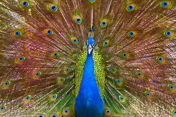 Fototapeta premium Colorful peacock with full display in beautiful colors