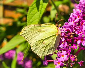 Zitronenfalter beim Nekta sammeln am Schmetterlingsflieder