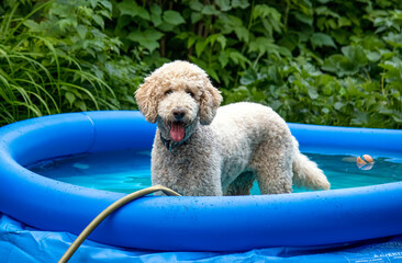 Young standard poodle cooling off in a blue inflatable pool in the backyard - with a green leafy background
