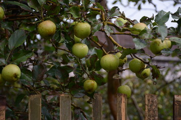 a collection of ripe, fresh apples on the tree.