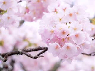 Fototapeta premium 桜