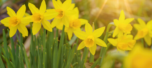 Spring easter flowers background banner panorama - Yellow fresh  Wild daffodil ( Narcissus pseudonarcissus ) in garden, illuminated by the morning sun 
