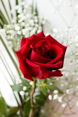Vertical photo of a flower is the red rose.