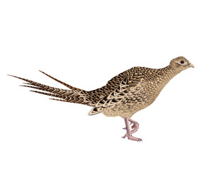  faisan, chasse,  femelle, poulet, animal, courir, nature, sauvage, ailes, cuisiner, en vol, parade, couple, poule, volaille, blanc, oiseau, faune, commun, gazon, bec, coloré, aviaire
