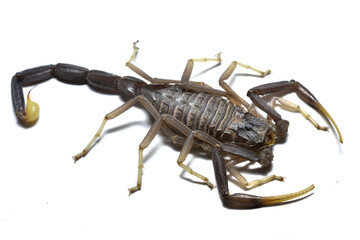 Closeup of the medically important black death stalker scorpion Leiurus jordanensis (Scorpiones: Buthidae) from Jordan desert, photographed on white background.