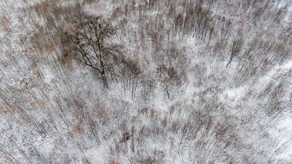 Aerial view of a winter snow-covered pine forest. Winter forest texture. Aerial drone view of a winter landscape.