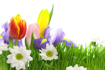 Crocuses in the Grass Background Interior Wall Decoration Design