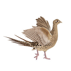  faisan, chasse,  femelle, poulet, animal, courir, nature, sauvage, ailes, cuisiner, en vol, parade, couple, poule, volaille, blanc, oiseau, faune, commun, gazon, bec, coloré, aviaire
