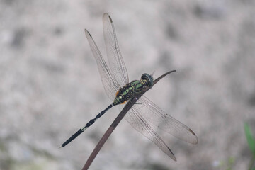 close up of dragonfly