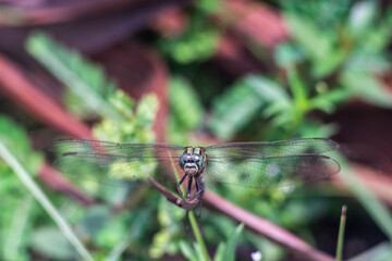 red dragonfly on a branch