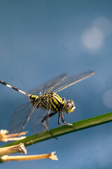 dragonfly on a branch
