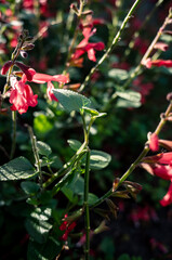 Red flowers in the garden