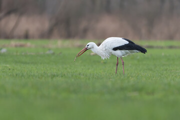 White stork in the pasture eating earthworms, photographed in the netherlands.