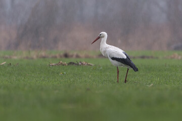 White stork in the meadow, photographed on a rainy day in the Netherlands.