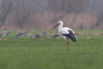 Obraz na płótnie Canvas White stork in the meadow, photographed on a rainy day in the Netherlands.