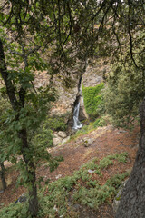 Fototapeta premium Forest of trees in Sierra Nevada