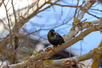 Starlings return in spring Starling. Latin: Sturnus Vulgaris. Starlings return to their native places in spring. Topic: arrival of spring.