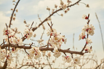 Fruit tree blossoms photographed against the sky. Will they be delicious apples, peaches or pears? Surely!