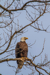 american bald eagle