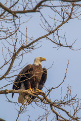 american bald eagle