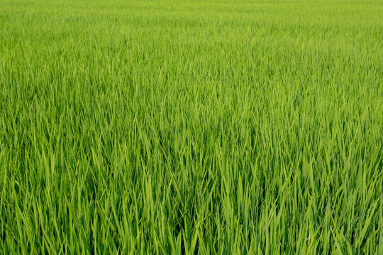 Green Grass background