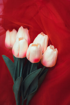 Tulip flower background