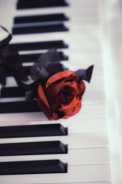 The red rose and the music, piano