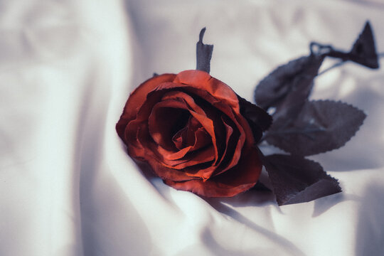 Red rose on white fabric vintage tone