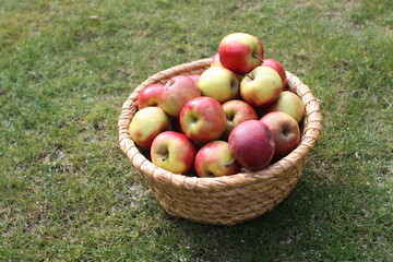 fresh apples in autumn in a basket