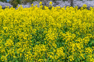 菜の花