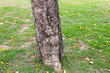 Base of a tree planted in garden