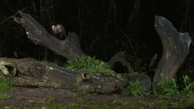 Pine  marten (Martes martes) European marten, in search of prey on a dead tree stump at night.